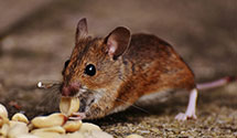24 Hour & Emergency Exterminators in Richmond, MN